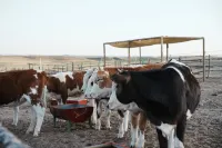 the Volcanic Prairie Car Camp