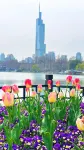 Nanjing Zhongshan Hotel (Jiangsu Conference Center) - Mountain view