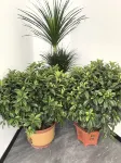 Yingcheng Garden Accommodation (Zibo Ceramics Liuliguan Fuli Wanda Plaza)