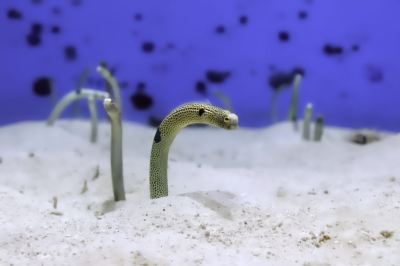 その他 ベストウェスタン沖縄幸喜ビーチの写真