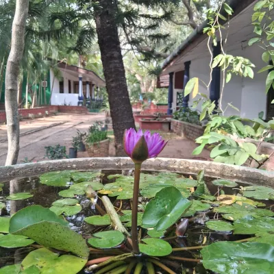 Eco Nature Lodge - Habarana Hotels near Minneriya National Park