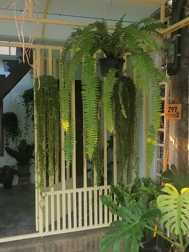 รูปภาพของ297 Nature Residence