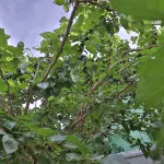 Yining Ancient Tree Courtyard Homestay - เปิดใหม่