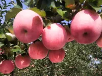 Tianjin Yi He Tian Yuan Homestay