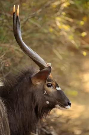 Zwahili Private Game Lodge & Spa