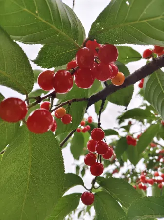 Yiyangge Homestay (Branch 2)