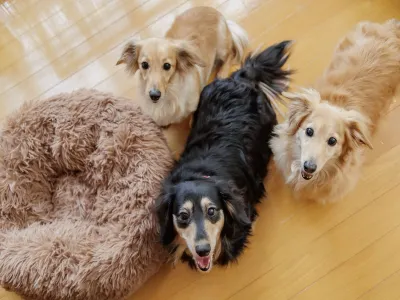 Wan Wan Paradise Nara Ikoma (Old:KAMENOI HOTEL YAMATO HEGURI) Hotels in 