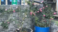 JinchengruiHomestay