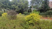 Dayu Yunshanxuan Courtyard