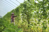 wind Valley Natural Farm - Mountain view