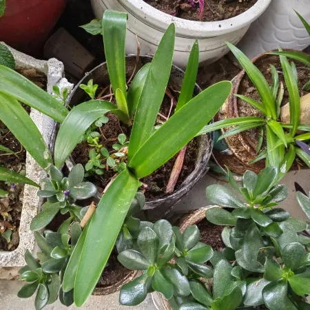 Lichuan Biyiju Homestay