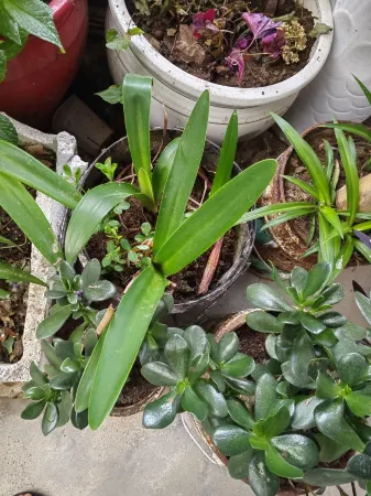 Lichuan Piyujujuku Отели в г. Личуань