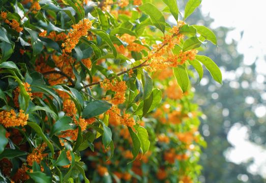 샹그릴라 항저우 객실 내부