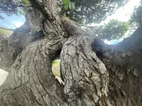 Opened in July 2025! 6 minutes by car from Seto Geijutsu-do venue | Enjoy the garden and scenery Hotel a Sanuki