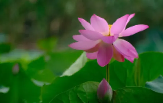 Tingshui Guancheng Homestay (Handan Guangfu Ancient City)