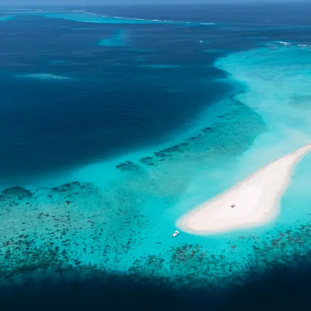 Pavona Maldives