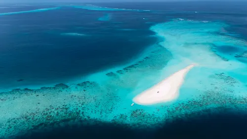 Pavona Maldives