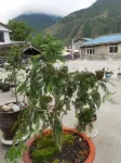Yunshanghua Homestay (Jiuzhaigou County)