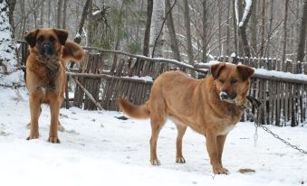 Changbai Mountain Wild Luxury Forest Camp