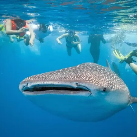 Parrot Resort Moalboal