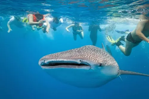 Parrot Resort Moalboal