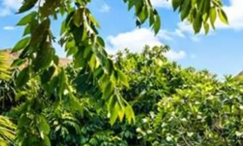 ลา รีเซิร์ฟ 1785 ชังกู - สำหรับผู้ใหญ่เท่านั้น