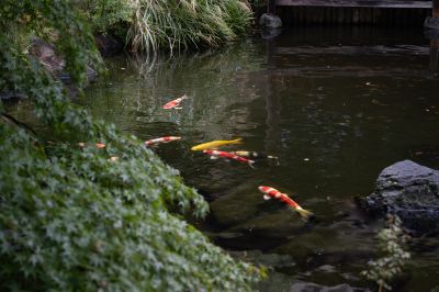 ホテル周辺 鶴巻温泉 元湯陣屋の写真