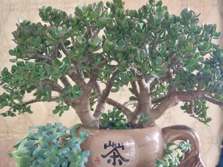 Meiji Hotel (Hengdian Ming and Qing Palace Scenic Area)