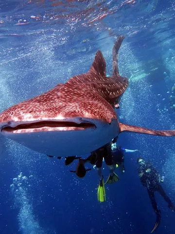 รูปภาพของD&A Paradise Villas