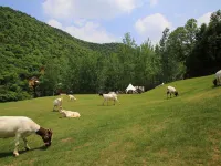 Jingshan Manor Campsite Hotel Hotels in Jingshan