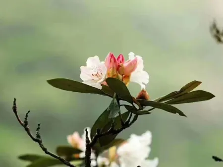 Sanqingshan Easy-to-use Inn (Yusonglin Branch) Отели рядом с достопримечательностью «Yujingfeng Sceneic Area»