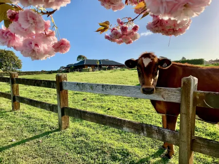 Heaven's Rest B&B Отели в г. Пукекохе