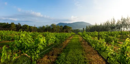 Village Farm & Winery Отели рядом с достопримечательностью «Wat Khao Phaeng Ma»