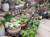Tianfu Homestay (Former Residence Scenic Area)