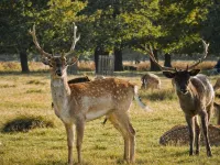 魯姆斯派斯服務式公寓-布魯爾斯巷 里士滿住宿飯店