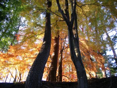 ホテル周辺 ホテルラフォーレ修善寺の写真