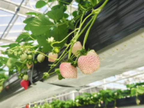 杭州西塢雷迪森莊園