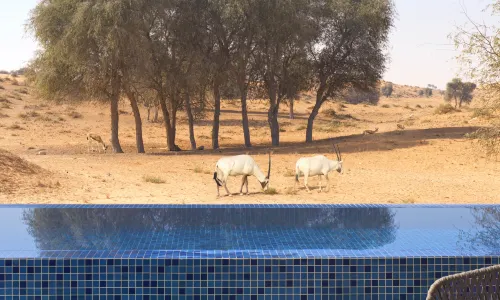 The Ritz-Carlton Ras Al Khaimah, Al Wadi Desert