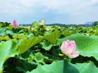 Jiuhua Mountain Dreamlike Hotel（Jiuhua Mountain Scenic Area Store） Hotels in Qingyang