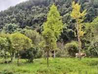 Xinyuan Homestay (Shuanghe Cave Via Ferrata) - Mountain view