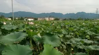 Wangshu Homestay
