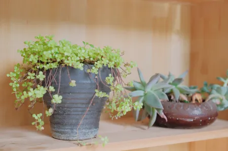 Hongyue Style Inn Отели рядом с достопримечательностью «Bailu Monastery»