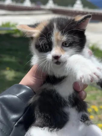Yingxue Mountain Villa Отели рядом с достопримечательностью «Xiaonong Base camp»