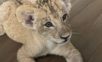 lion resort&cafe