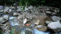 Fuyao · Tianzhu Mountain View Pool Resort Homestay Hotels in Qianshan