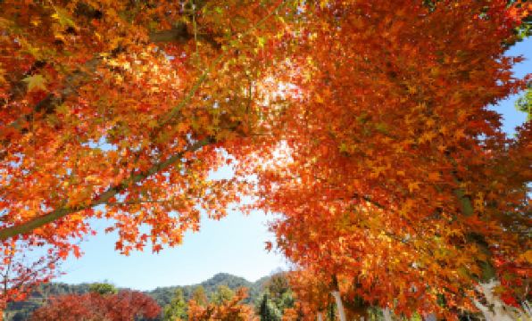 Xinfeng Lingnan maple leaves World