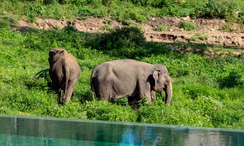 Wild Cottages Elephant Sanctuary Resort