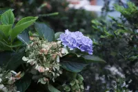 Shenzhen Nan'ao Meet May B&B Hotels near Qiniang Mountain