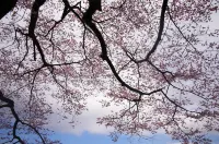 Kokage Villa Nikko-KVN