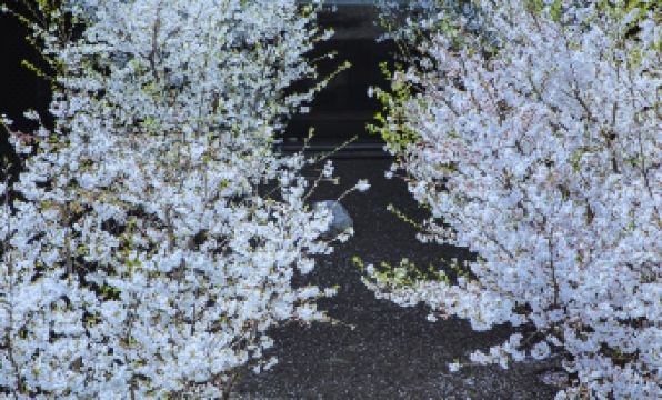 Peitree Resorts Yaoliang